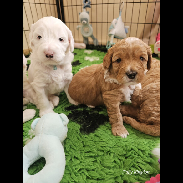 Labradoodle - Both