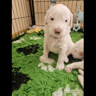 Labradoodle - Both