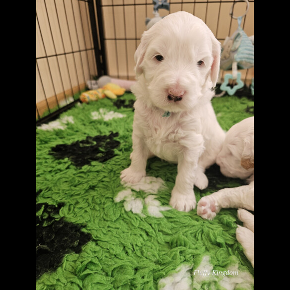 Labradoodle - Both