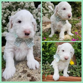 Labradoodle - Both