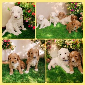 Labradoodle - Both