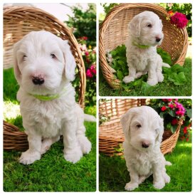 Labradoodle - Both