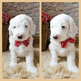 Labradoodle - Both