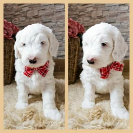 Labradoodle - Both