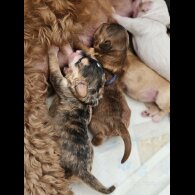 Labradoodle - Both