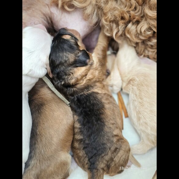 Labradoodle - Both