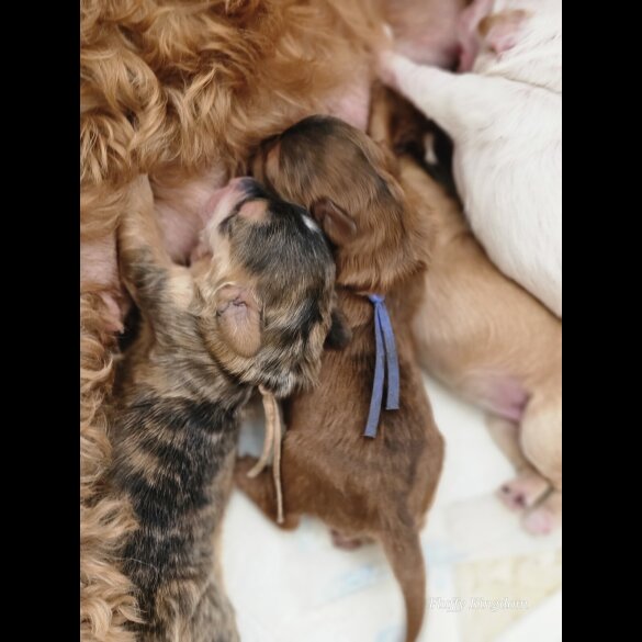 Labradoodle - Both