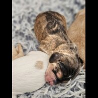 Labradoodle - Both