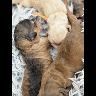 Labradoodle - Both