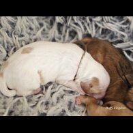 Labradoodle - Both