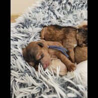 Labradoodle - Both