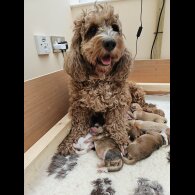 Labradoodle - Both