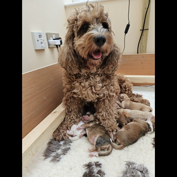 Labradoodle - Both
