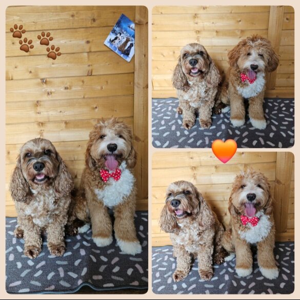 Labradoodle - Both