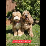 Labradoodle - Both
