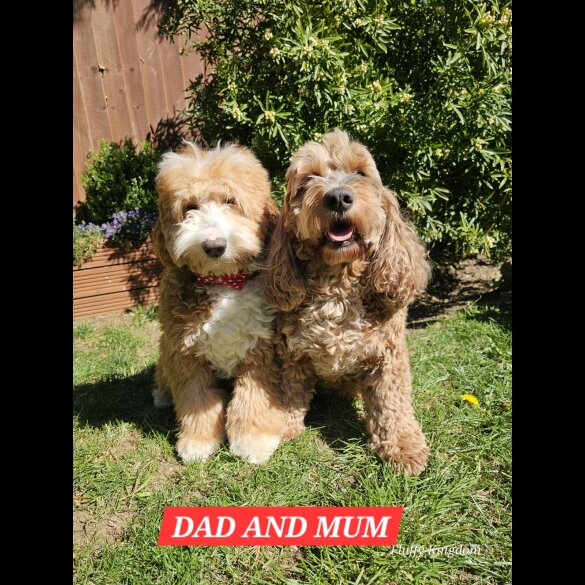 Labradoodle - Both