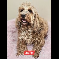 Labradoodle - Both