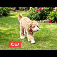 Labradoodle - Both