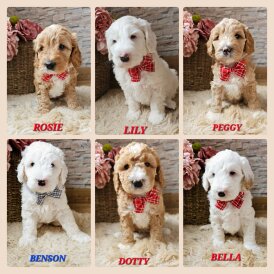 Labradoodle - Both