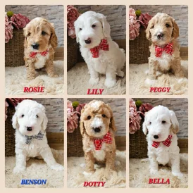Labradoodle - Both