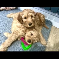 Labradoodle - Both