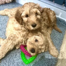 Labradoodle - Both