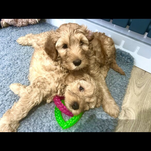 Labradoodle - Both