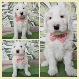 Labradoodle - Both
