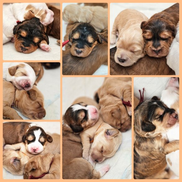 Labradoodle - Both