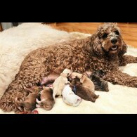 Labradoodle - Both