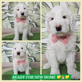 Labradoodle - Both