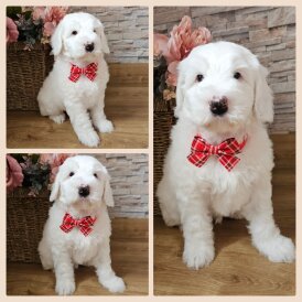 Labradoodle - Both