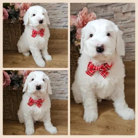 Labradoodle - Both