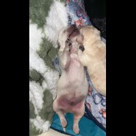 Labradoodle - Both