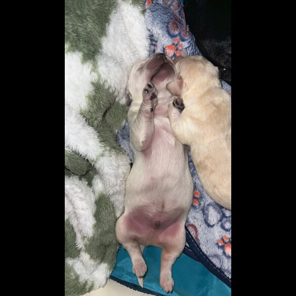 Labradoodle - Both