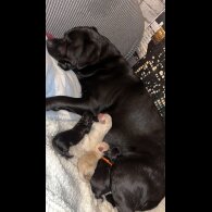Labradoodle - Both