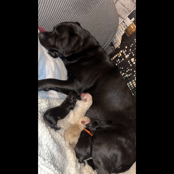Labradoodle - Both