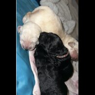 Labradoodle - Both