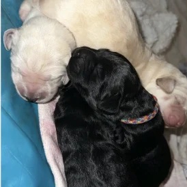 Labradoodle - Both