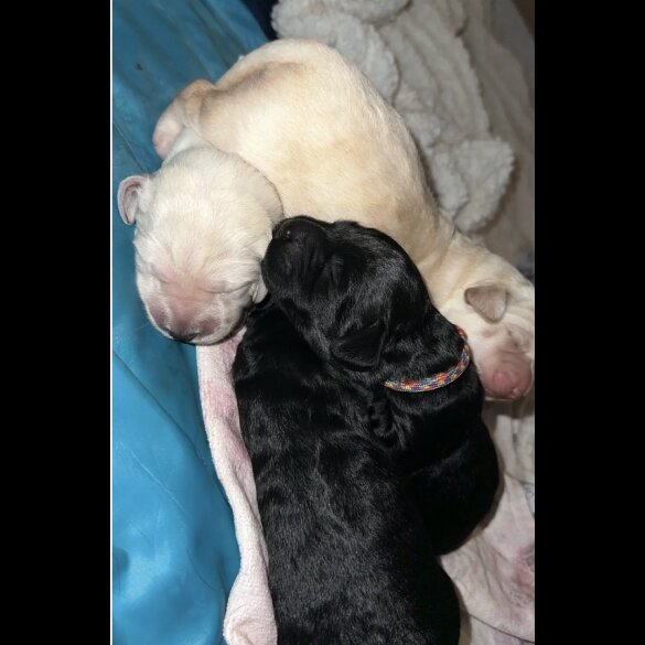 Labradoodle - Both