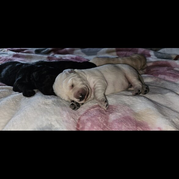 Labradoodle - Both