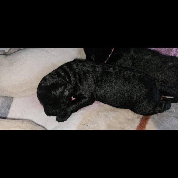 Labradoodle - Both