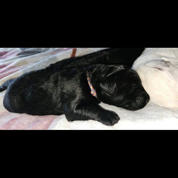 Labradoodle - Both