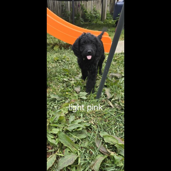 Labradoodle - Both