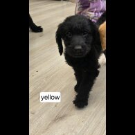 Labradoodle - Both