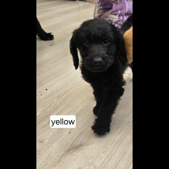 Labradoodle - Both