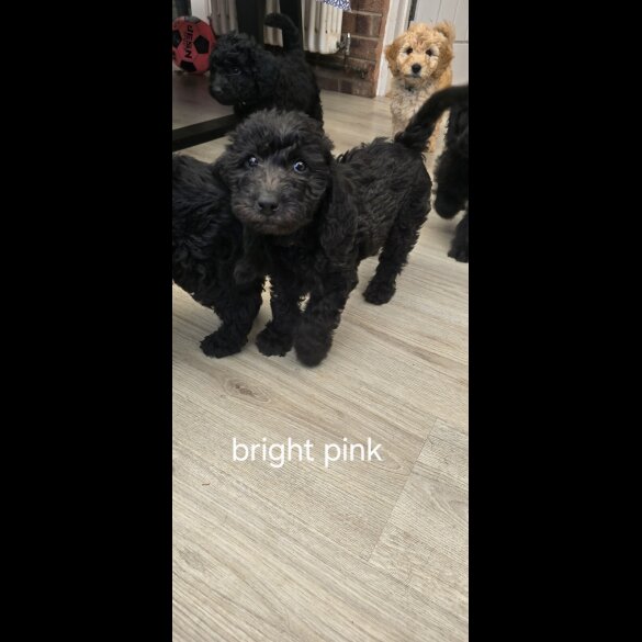 Labradoodle - Both