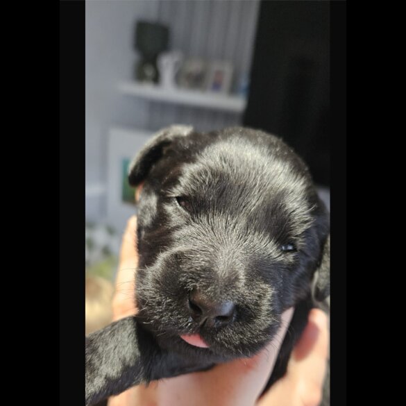 Labradoodle - Both