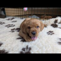 Labrador Retriever - Both