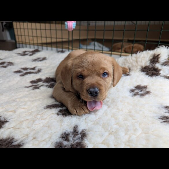 Labrador Retriever - Both